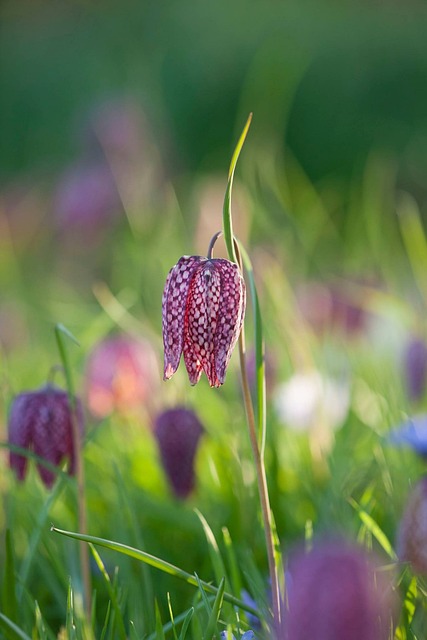 ekklesiadefe flower in flower 2863159 640
